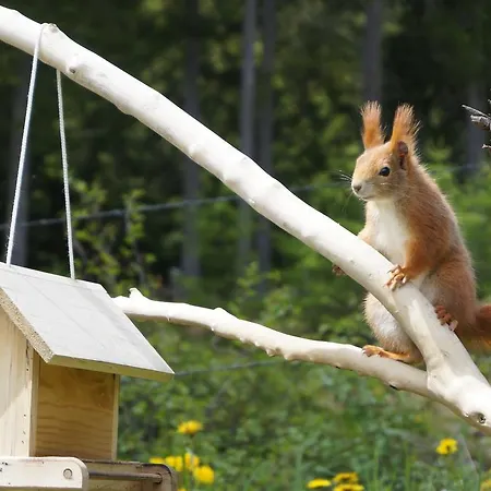 Lägenhet Haus Latschenheim Ramsau am Dachstein